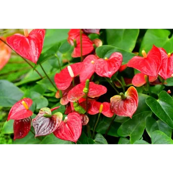 Organic Anthurium 